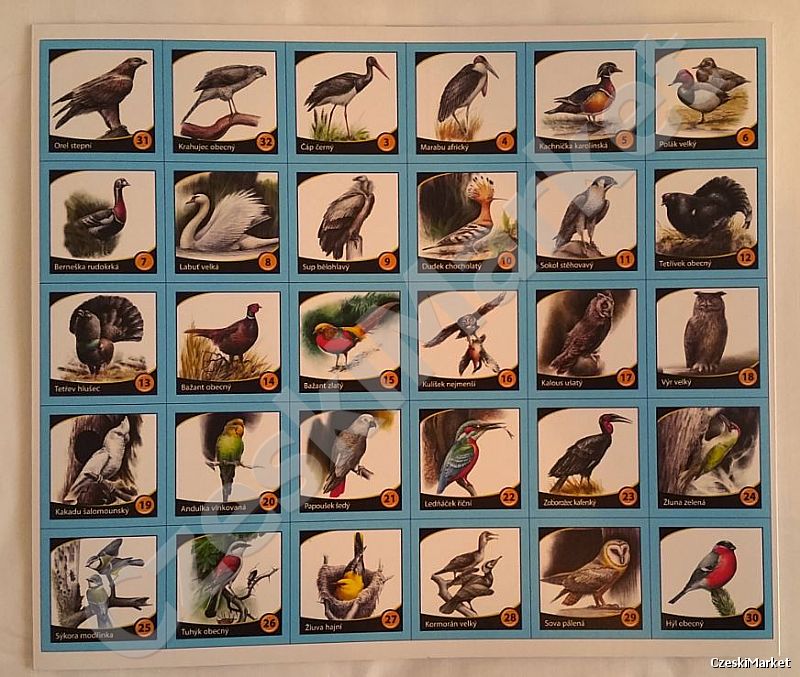OSTATNIE SZTUKI Pexeso, pekseso - Ptaki - różne gatunki - gra pamięciowa (poziom trudności wysoki) ptak
